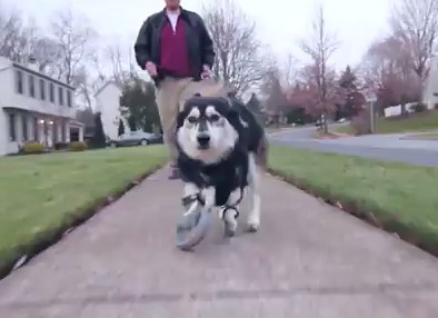 Perro vuelve a correr gracias a prótesis 3D