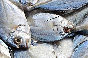 Dirigente pesquero artesanal acusa a subsecretario de Pesca de no acoger recomendación de comité científico para el recurso reineta