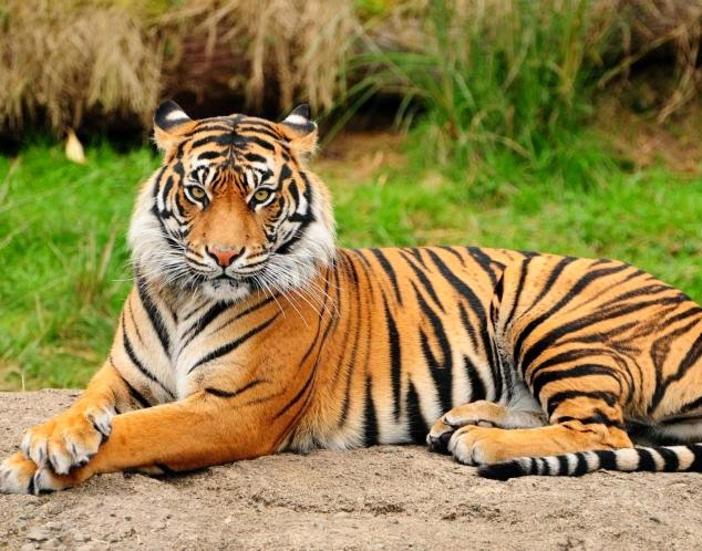 Condenan a 13 años de prisión a empresario chino que se comió tres tigres