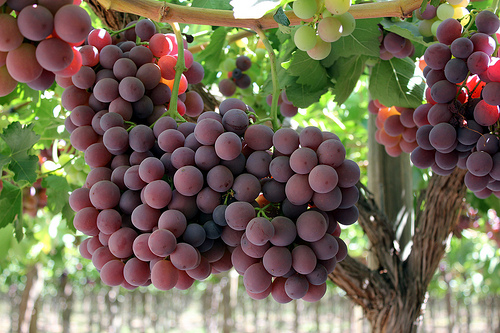 Productores de uva de mesa reciben retornos hasta 49% más altos que en temporadas anteriores