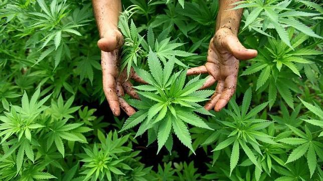 Parlamentarios de oposición proponen reimpulsar proyecto para despenalizar totalmente la marihuana