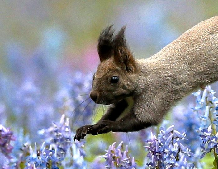 Las especies en peligro de extinción que Japón protege en la isla de Hokkaido
