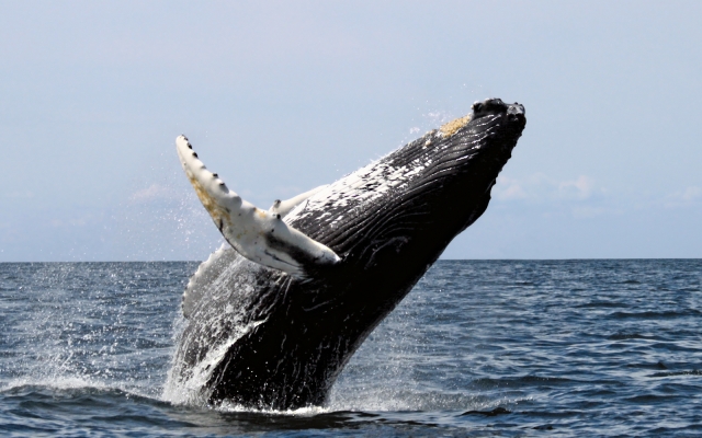 Japón enviará flota a la Antártica para realizar «censos de ballenas»