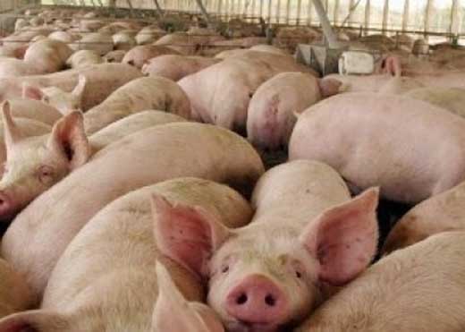 SMA clausuró planta de cerdos Porkland por mal tratamiento de purines