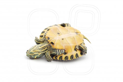Cómo hace una tortuga invertida para volver a ponerse de pie