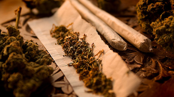 «La planta prohibida»: muestra en Uruguay recorre la historia de la marihuana