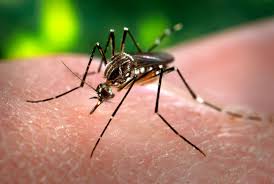 Minsal decreta alerta sanitaria por caso de Dengue en Rapa Nui