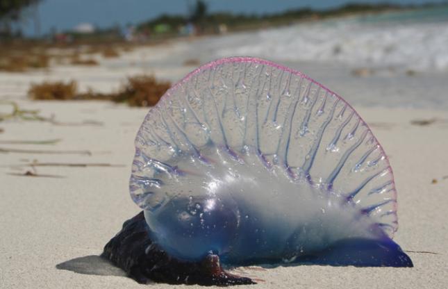 Minsal refuerza campaña de prevención ante presencia en el país de la medusa «fragata portuguesa»