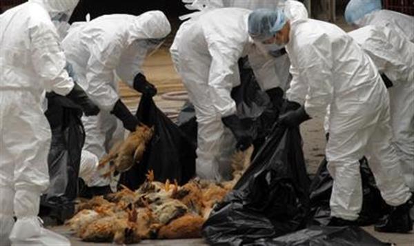 Más de 2,3 millones de aves sacrificadas para detener gripe aviar en Taiwán