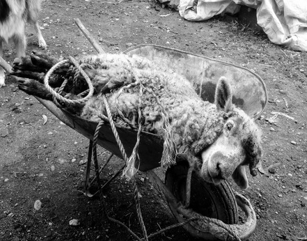 [Video] «Destinado a Morir»: la matanza de corderos en Chile