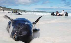 Mueren doce ballenas que vararon en el suroeste de Australia