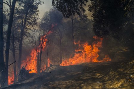 Brigadas detienen avance de incendio en Parque Nacional Conguillío