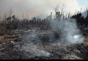 Director de la Conaf por incendio en La Araucanía: «Vamos a ocupar material genético de la misma área de las araucarias quemadas»
