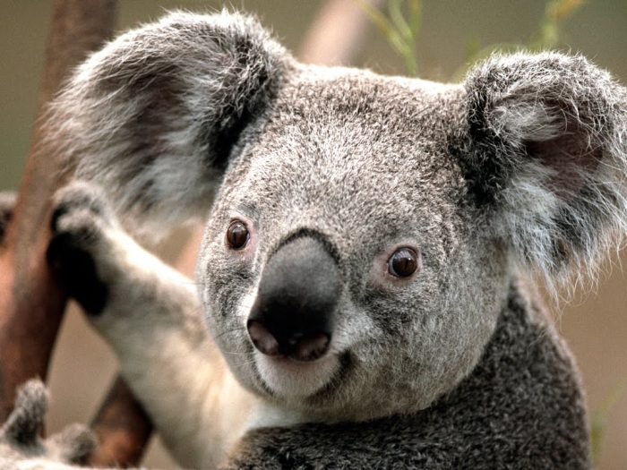 Australia sacrifica a 700 koalas por «problemas de superpoblación»