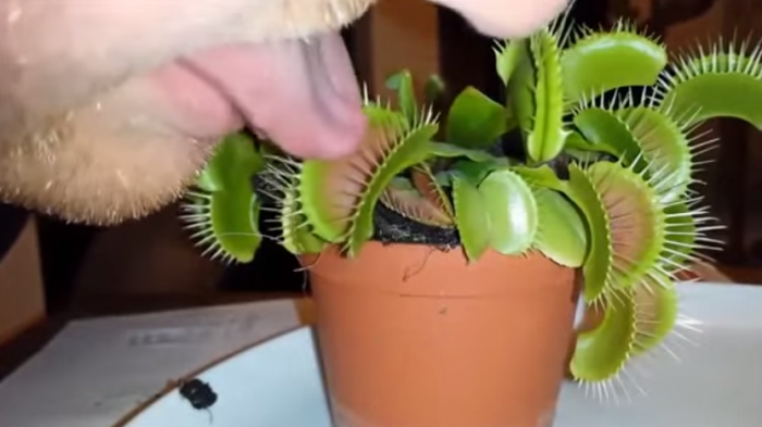 Video: Esto te puede pasar si te muerde una planta carnívora en la lengua