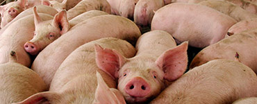 Universidad de Chile crea vacuna que evitará castración quirúrgica de animales