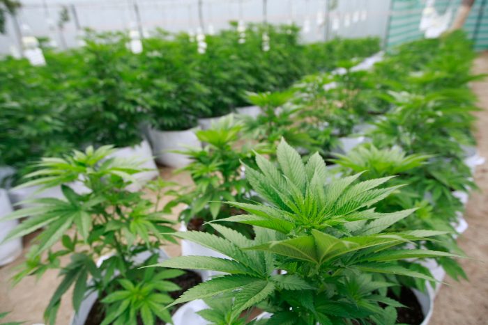 Avanza en la Cámara de Diputados proyecto que permite el  autocultivo de marihuana