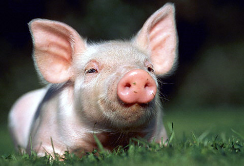 El robo de un cerdo causa diez muertos en Papúa Nueva Guinea