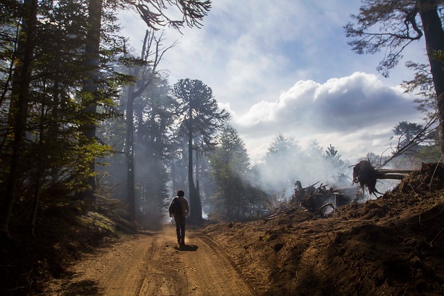 Brigadistas de Conaf logran controlar incendio en la reserva China Muerta
