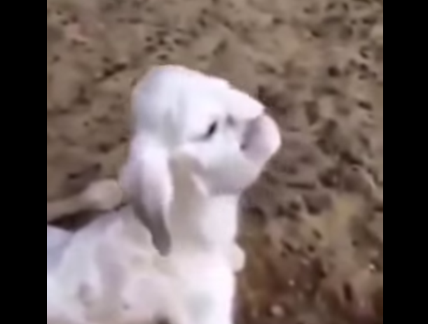 Video: La extraña deformidad de un cordero ruso que es viral en redes