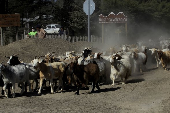 Ministerio de Agricultura evacúa a primeros animales afectados por erupción del volcán Calbuco