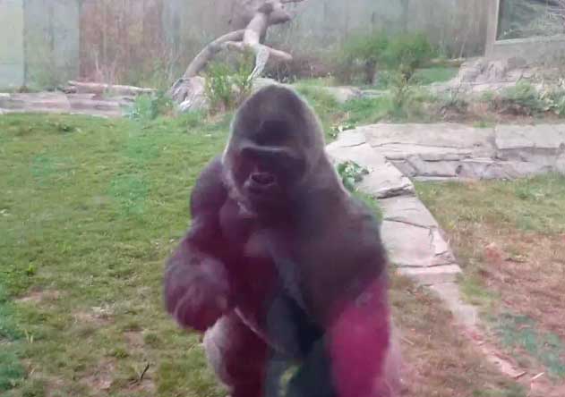 Video: La violenta reacción de un gorila lomo plateado dentro de un zoológico