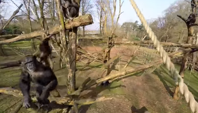 Video: Chimpancé derriba un dron espía de su zoológico