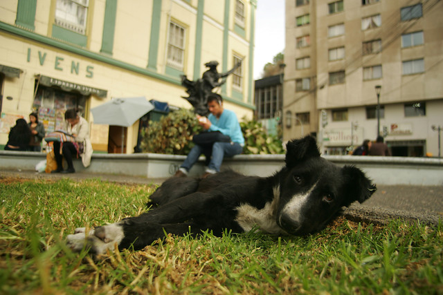 Suprema ordena a Seremi de Salud y a alcaldía de Punta Arenas sacar a todos los perros callejeros de la ciudad