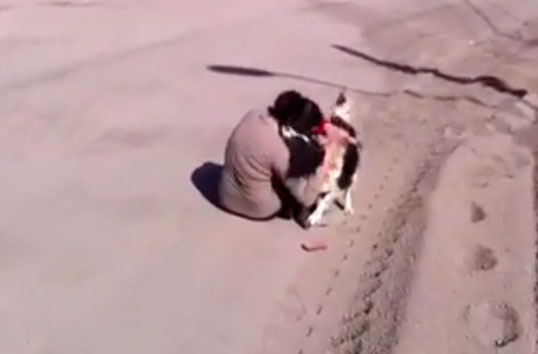 Video: El emotivo reencuentro de un perro y su dueña en Calbuco