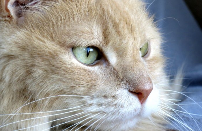 ¿Cómo es la vejez en un gato?