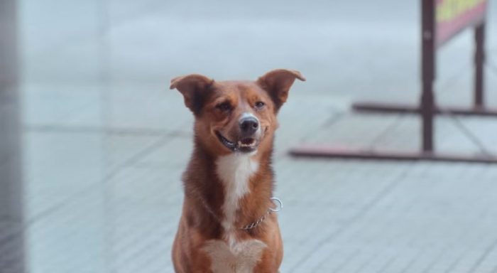 Video: «El hombre y el perro»: la emotiva campaña argentina de donación de órganos
