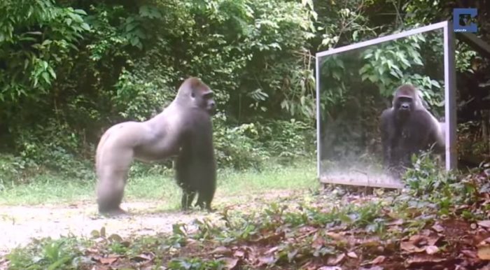 Video: Así reaccionan los animales salvajes al ver su reflejo en el espejo
