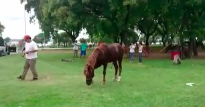 [Video] La tierna reacción de un caballo al ser liberado del carro que tiraba