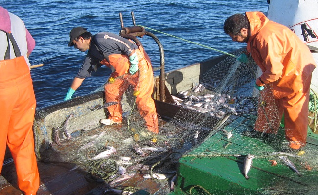 Opinión: Riqueza pesquera país habría sido devastada a cambio de financiamiento de la política