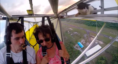 [Video] Mira al curioso felino que se convirtió en el verdadero «gato volador»