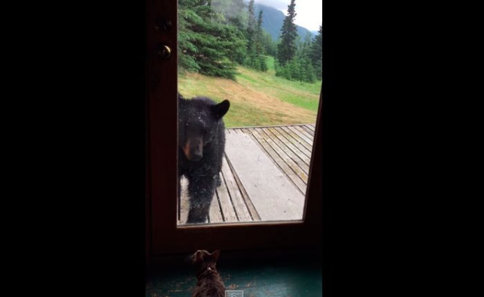 [Video] Valiente gatito espantó a un oso y lo alejó de su casa