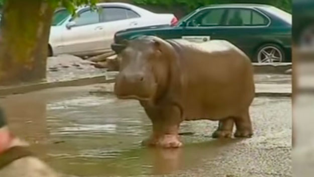 [Video] Animales del zoológico quedaron sueltos tras aluvión en Georgia