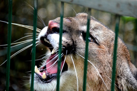 Personal del GOPE y del zoológico buscan a Puma en comuna de Vitacura