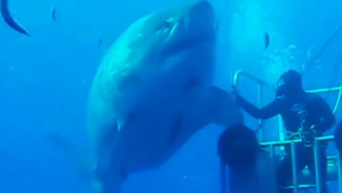[Video] Este es el tiburón blanco más grande que se ha registrado