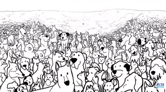 Video: Las 370.000 razones para esterilizar a tus mascotas