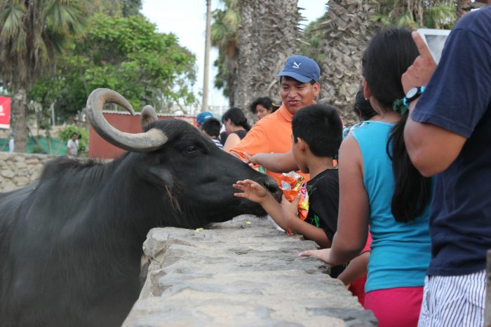 Zoológico de Lima sacrificó animales para alimentar a otros, según informe
