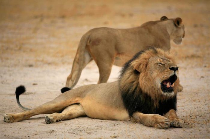 Estadounidense pagó US$ 55 mil por matar a Cecil, el león más famoso de Zimbabue