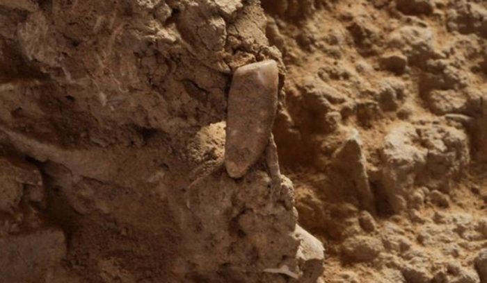 Adolescentes hallan diente humano de más 560.000 de años de antigüedad en España