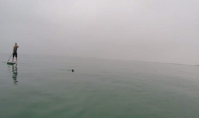 [Video] Surfistas grabaron a un tiburón blanco que nadaba bajo sus tablas