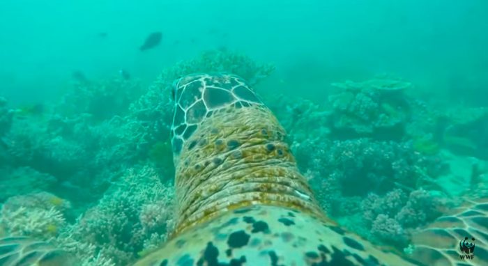 [Video] Mira cómo se ve debajo del mar desde los ojos de una tortuga