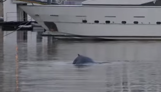 [Video] Una ballena nadó sopresivamente en un dique de Puerto Madero, en el corazón de Buenos Aires