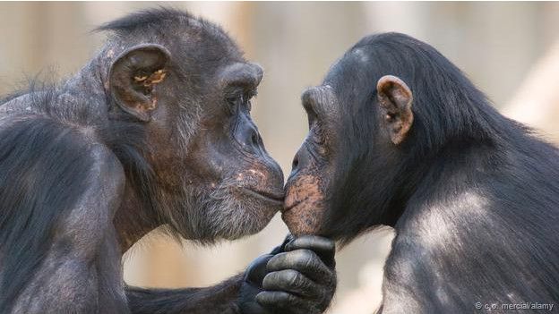 Las hembras de chimpancé prefieren evitar a los humanos