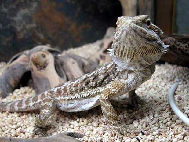Expo Animales y Mascotas: un panorama bajo techo para el Día del Níño