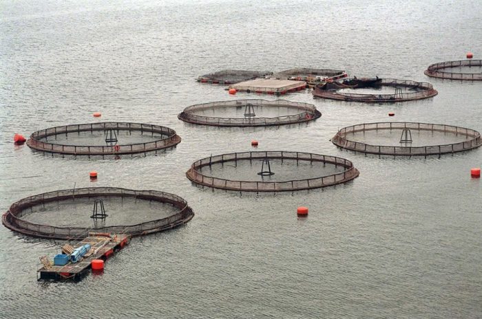 Por qué una plaga de algas en Chile está disparando los precios del salmón en el mundo