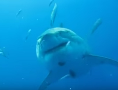 [Video] «Deep Blue», la tiburón blanco más grande del mundo